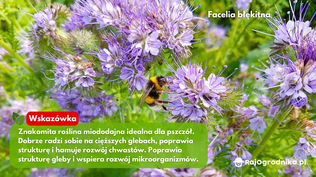 Wysiew-facelii-błękitnej-na-poplon-w-ogrodzie-blog-rajogrodnika